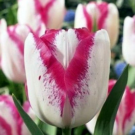 Тюльпан Триумф Дель Пьеро