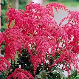 Астильба Арендса Ред Чарм НАБОР 2ШТ (1+1)