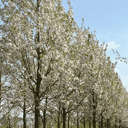 Вишня мелкопильчатая Sunset Boulevard