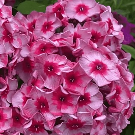 Флокс метельчатый Stars & Stripes