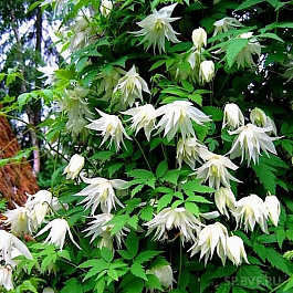 Клематис ботанический Альбина Плена