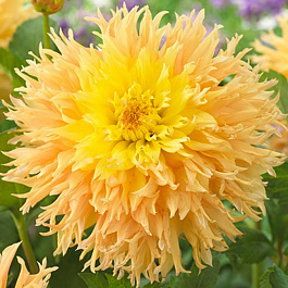 Георгина Бахромчатая Мингус Джошуа Георгина Бахромчатая Мингус Джошуа