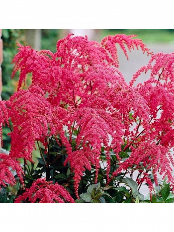 Астильба Арендса Ред Чарм НАБОР 2ШТ (1+1)