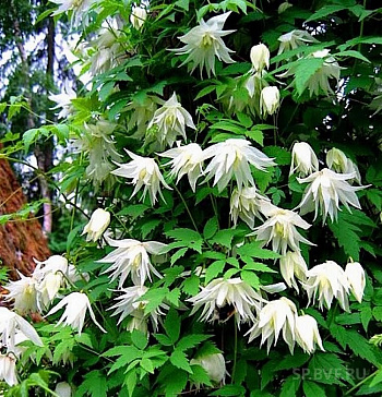 Клематис ботанический Альбина Плена