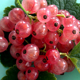 Смородина красная Роза