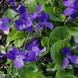 Виола душистая  Königin Charlotte
