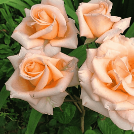 Роза Чайно-гибридная Versilia