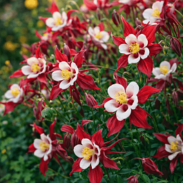 Аквилегия обыкновенная Crimson Star