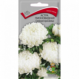 Астра пионовидная Снежная красавица