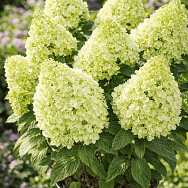 Гортензия метельчатая  Panorama
