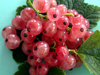 Смородина красная Роза