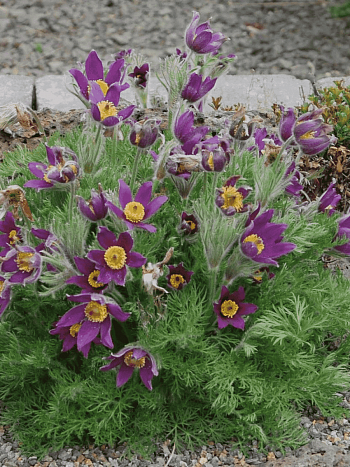 Прострел обыкновенный Pinwheel Blue Violet Shades