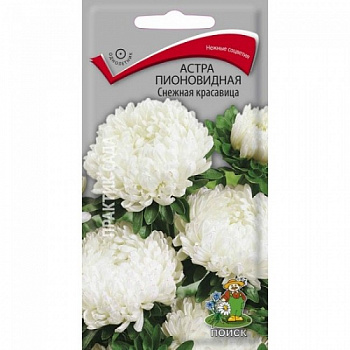 Астра пионовидная Снежная красавица