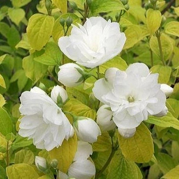 Жасмин садовый Йеллоу Хилл