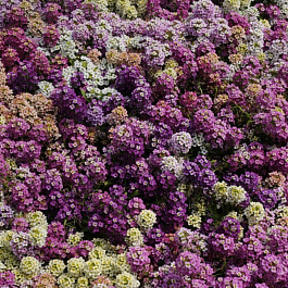 Алиссум Эстер Бонет Микс