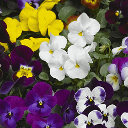 Виола рогатая Admire Indian Summer Mix