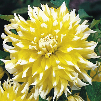 Георгина Декоративная Гран-при