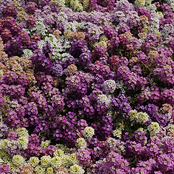 Алиссум Эстер Бонет Микс