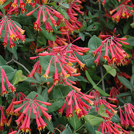 Жимолость Брауна Фуксиойдес