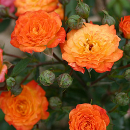 Роза миниатюрная Санмейд