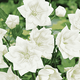 Платикодон крупноцветковый Hakone White