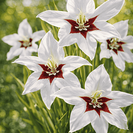 Ацидантера Murielae