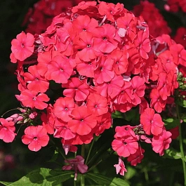 Флокс метельчатый Red Riding Hood