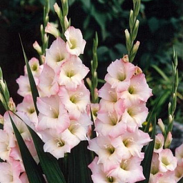 Гладиолус крупноцветковый Орландо