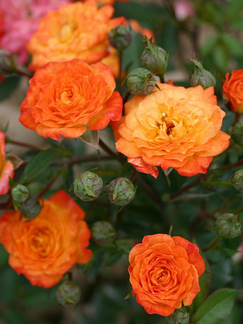 Роза миниатюрная Санмейд