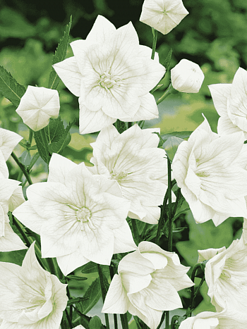 Платикодон крупноцветковый Hakone White