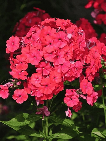 Флокс метельчатый Red Riding Hood