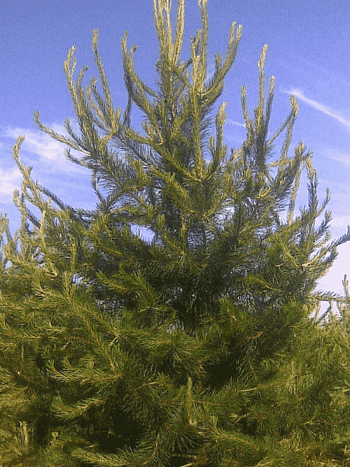 Сосна скрученная