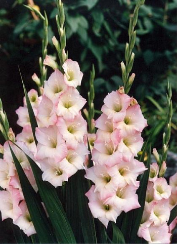 Гладиолус крупноцветковый Орландо