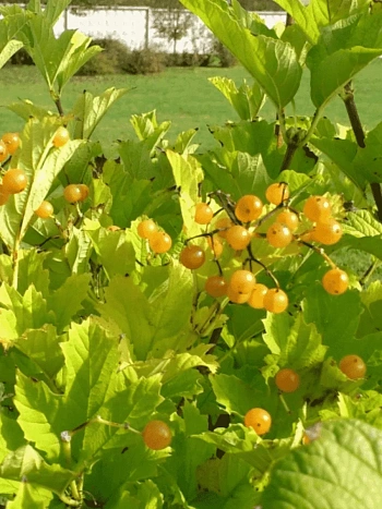 Калина съедобная Xanthocarpum