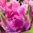 Тюльпан попугайный Weber's Parrot Pink