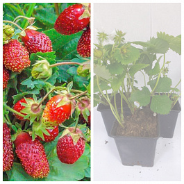 Земклуника Цукат мускатный НАБОР 3ШТ