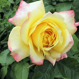 Роза чайно-гибридная Peer Gynt