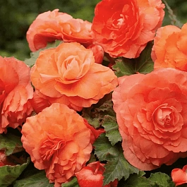 Бегония Double Salmon