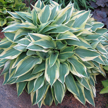 Хоста гибридная Волверайн НАБОР 2ШТ (1+1)