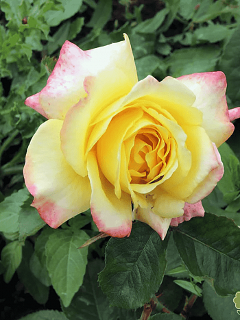 Роза чайно-гибридная Peer Gynt