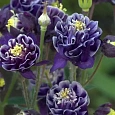 Аквилегия обыкновенная Winky Double Blue and White