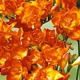Фрезия Double Orange