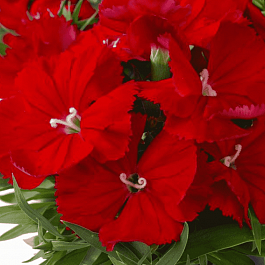 Гвоздика китайская Diana Scarlet