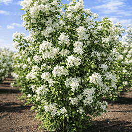Чубушник Память о Вехове