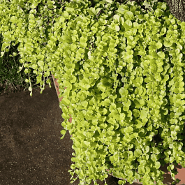 Вербейник монетчатый