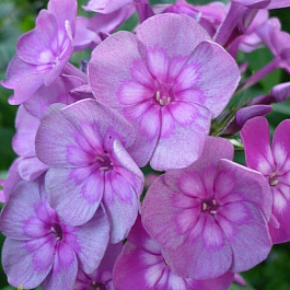 Флокс метельчатый Мэджик Блу Флокс метельчатый Мэджик Блу