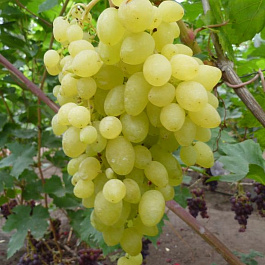 Виноград плодовый Долгожданный