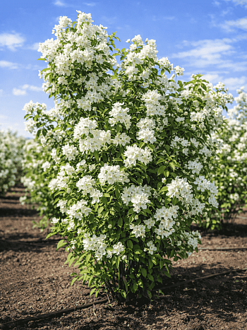 Чубушник Память о Вехове
