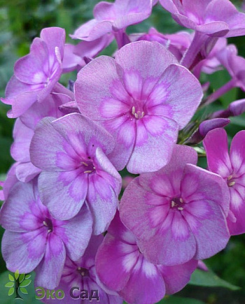 Флокс метельчатый Мэджик Блу