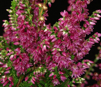 Вереск обыкновенный Аллегро